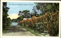 The Flame Vine Postcard