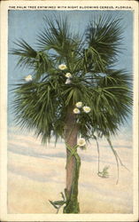 The Palm Tree Entwined With Night Blooming Cereus Postcard