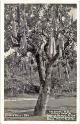 The Sausage Tree Kicelia Pinnata Postcard