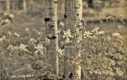 Columbines Postcard