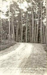 Road to Headwaters of Mississippi River Minnesota Postcard Postcard