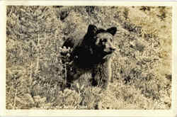 Washington Native Bear Postcard