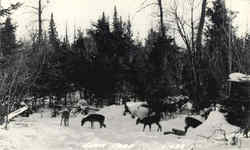 Deer Yard Postcard