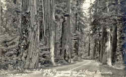 The Redwood Highway Postcard