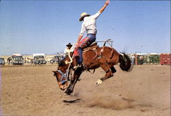 Saddle Bronc Rider Rodeos Postcard Postcard