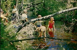 Lillian's Pool At Sessions Woods Postcard