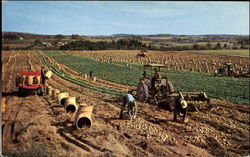 Potato Harvest, Aroostook County Maine Postcard Postcard