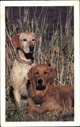 The Doris Day Animal League Dogs Postcard Postcard