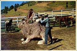 Saddling Up Big Jack Exaggeration Postcard Postcard