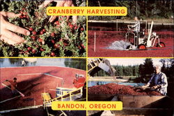 Cranberry Harvesting bandon, OR Postcard Postcard