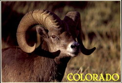 Bighorn Sheep Postcard Postcard