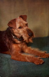 Welsh Terrier Postcard