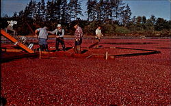 Cranberry Harvest Long Beach, WA Postcard Postcard