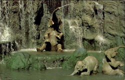 Elephant Bathing Pool Postcard