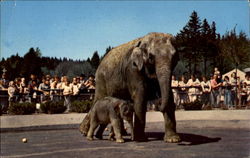 Portland Zoological Gardens Postcard