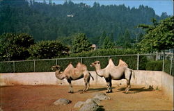 Portland Zoological Gardens Postcard