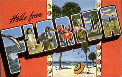 Hello From Florida Postcard Postcard