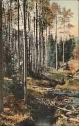 Aspens Colorado Trees Postcard Postcard