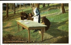 Setting The Table For Bears At Lake Camp, Yellowstone Park Postcard