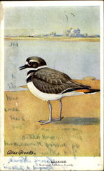 Killdeer Birds Postcard Postcard