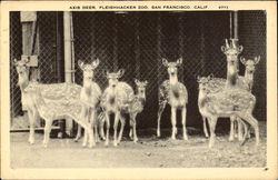 Axis Deer, Fleishacker Zoo Postcard