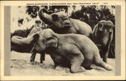 Indian Elephants, Fleishacker Zoo Postcard