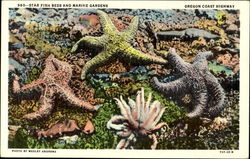 Star Fish Beds And Marine Gardens Postcard Postcard