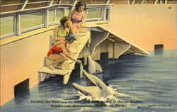 Feeding The Porpoises By Hand Postcard