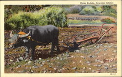 Water Buffalo Hawaiian Islands Postcard