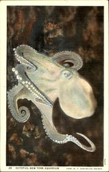 Octopus New York Aquarium Postcard