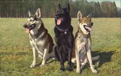 Alsatians Bergers Allemands Dogs Postcard Postcard