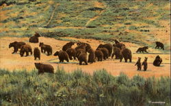 Grizzly Bears, Yellowstone National Park Postcard