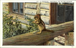 A Chipmunk Postcard Postcard