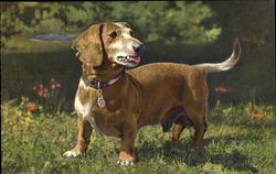 Basset Dachshund Postcard