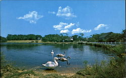 Swan Pond, Edgartown Road Postcard