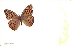 Argynnis Paphia Butterfly Postcard