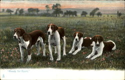 Ready For Sport Dogs Postcard Postcard