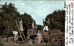 Picking Oranges In California Postcard