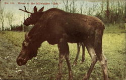 Moose At The Milwaukee Zoo Wisconsin Postcard Postcard