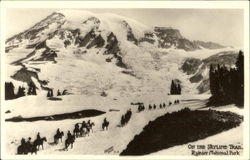 On The Skyline Trail, Rainier National Park Postcard