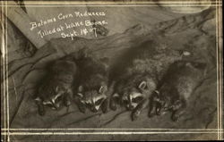 Dead Raccoons "Bolam's Corn Reducers" Killed at Lake Boone Sept. 1907 Stow, MA Postcard Postcard