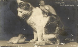 Cat with Baby Ducks Postcard