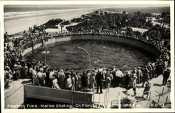 Feeding Time Marineland, FL Postcard Postcard