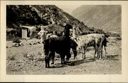 Llamas Postcard