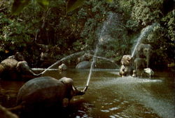 Elephant Pool Disney Postcard Postcard