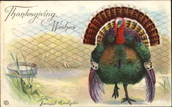 Thanks Giving Wishes Turkeys Postcard Postcard