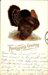 Thanksgiving Greeting Postcard