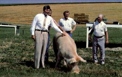 An 800-Lb. Boar Named Shank Ronald Reagan Postcard Postcard