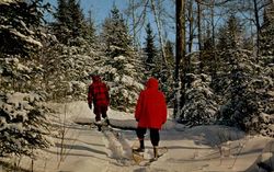 Snowshoeing Postcard Postcard