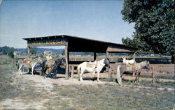 Pony Riding Ring, General Butler State Park Carrollton, KY Postcard Postcard